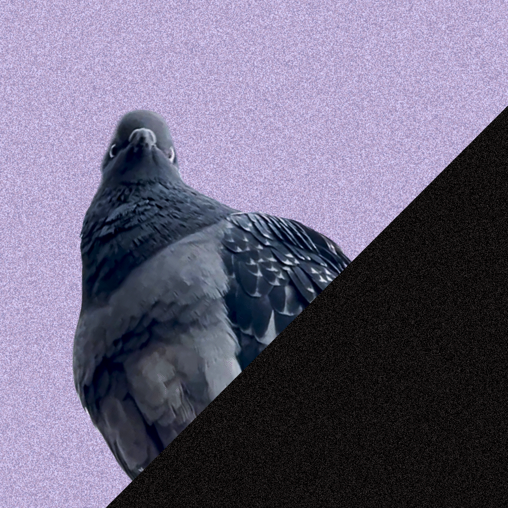 A looped gif of a pigeon looking out over the market